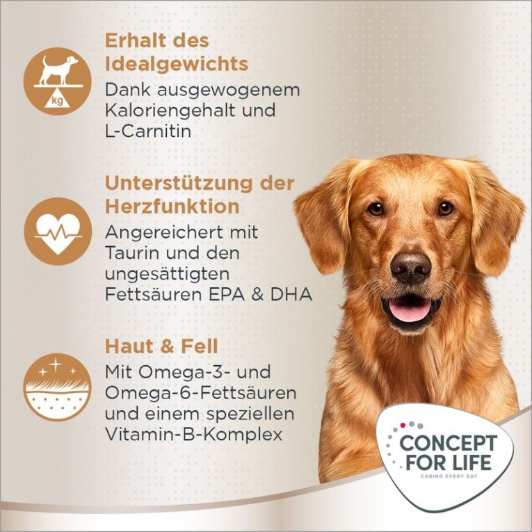 Concept for Life Golden Retriever Adult3