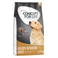 Concept for Life Golden Retriever Adult9