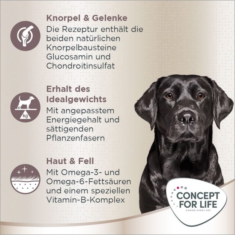 Concept for Life Labrador Retriever Adult2