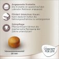 Concept for Life Labrador Retriever Adult3