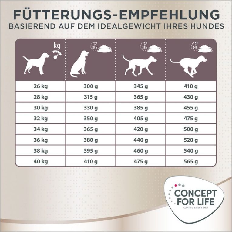 Concept for Life Labrador Retriever Adult6