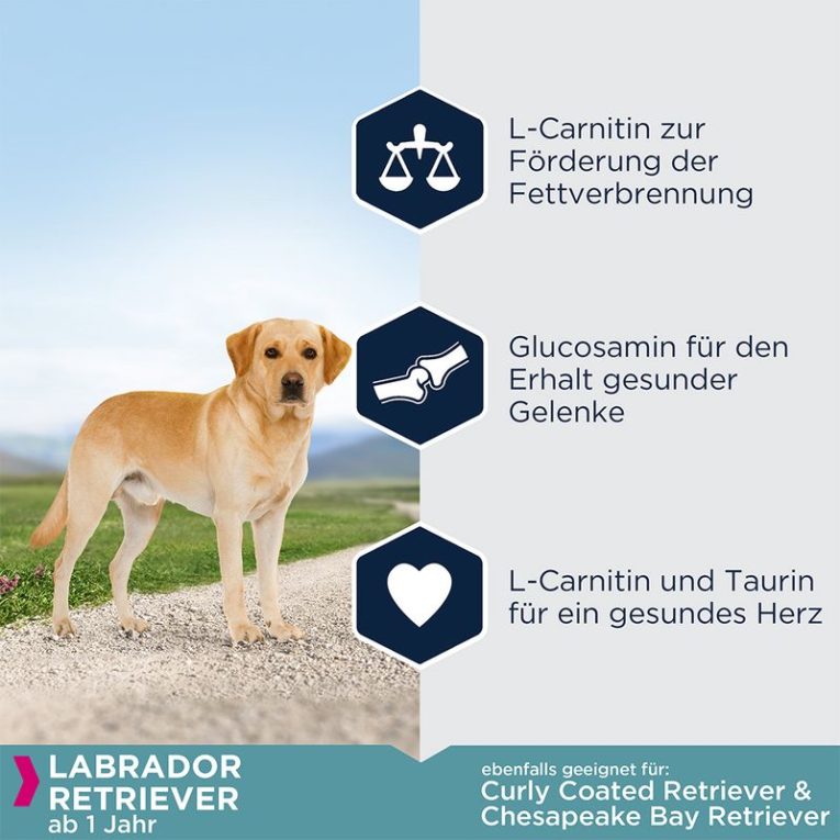 Eukanuba Adult Breed Specific Labrador Retriever1
