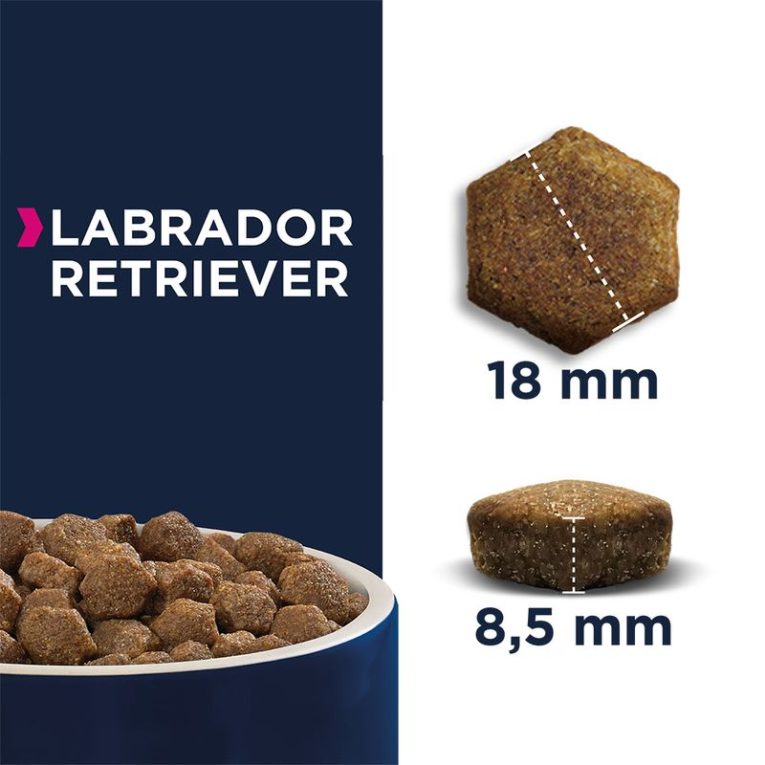 Eukanuba Adult Breed Specific Labrador Retriever2