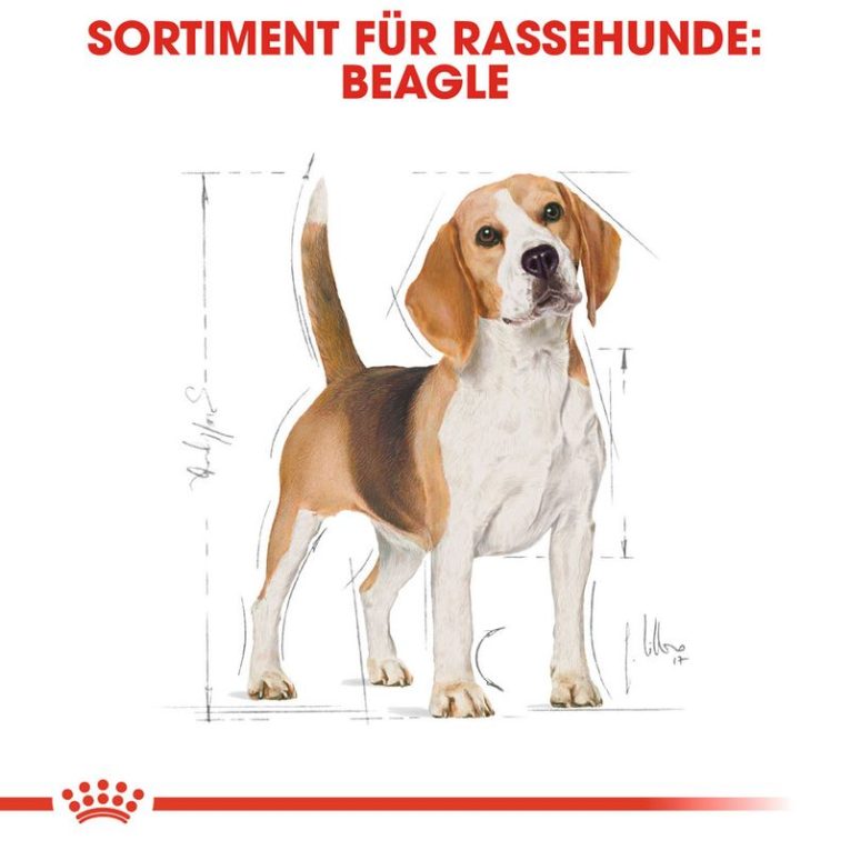 Royal Canin Beagle Adult6