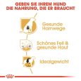 Royal Canin Bichon Frize Adult5