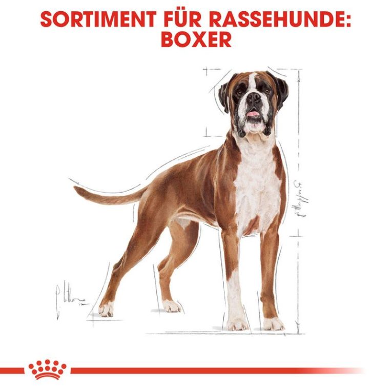 Royal Canin Boxer Adult6