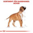 Royal Canin Boxer Puppy5