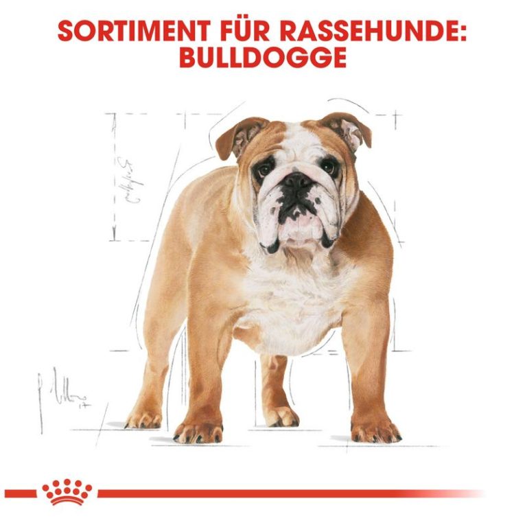 Royal Canin Bulldog Adult6