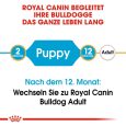 Royal Canin Bulldog Puppy4