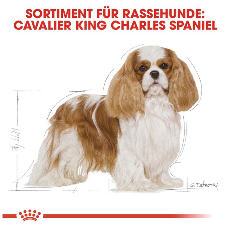 Royal Canin Cavalier King Charles Adult6