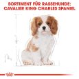 Royal Canin Cavalier King Charles Puppy5
