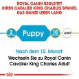 Royal Canin Cavalier King Charles Puppy7