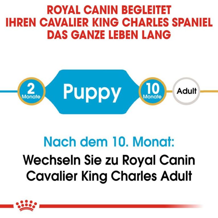 Royal Canin Cavalier King Charles Puppy7