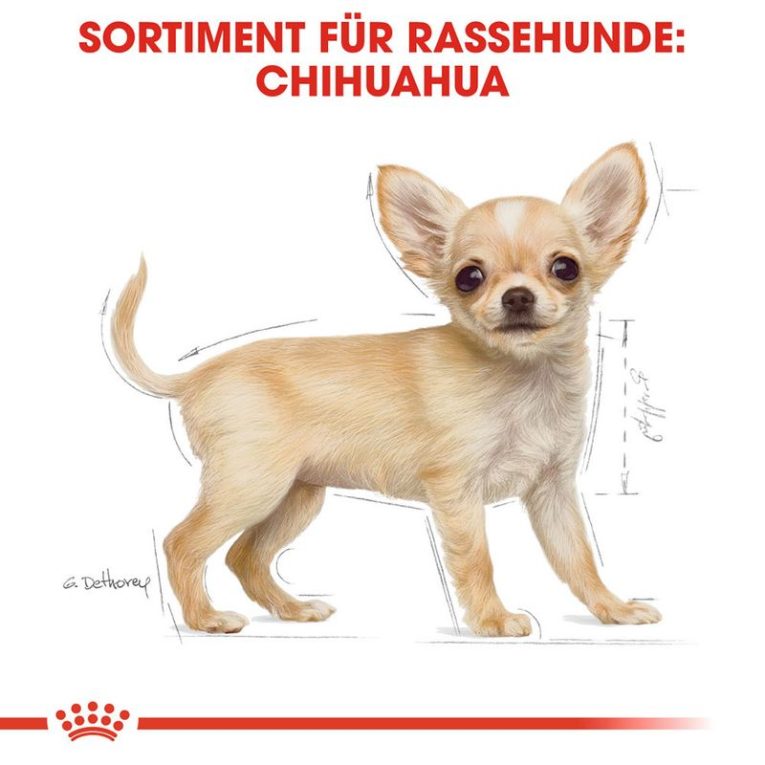 Royal Canin Chihuahua Puppy5