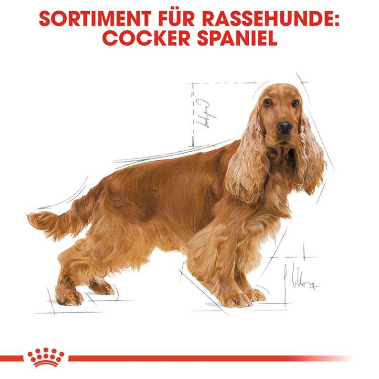 Royal Canin Cocker Adult6