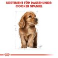 Royal Canin Cocker Puppy5