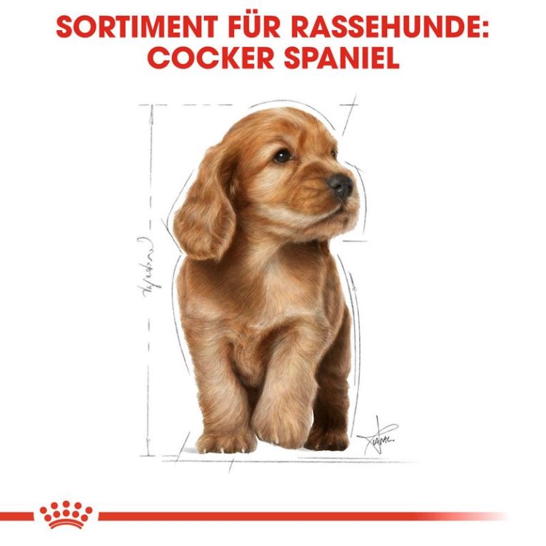 Royal Canin Cocker Puppy5