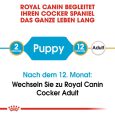 Royal Canin Cocker Puppy6