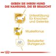 Royal Canin Dachshund Adult5