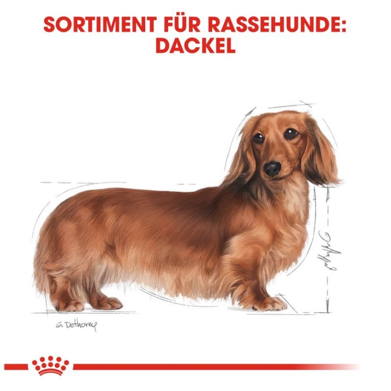 Royal Canin Dachshund Adult6