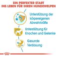 Royal Canin Dachshund Puppy5