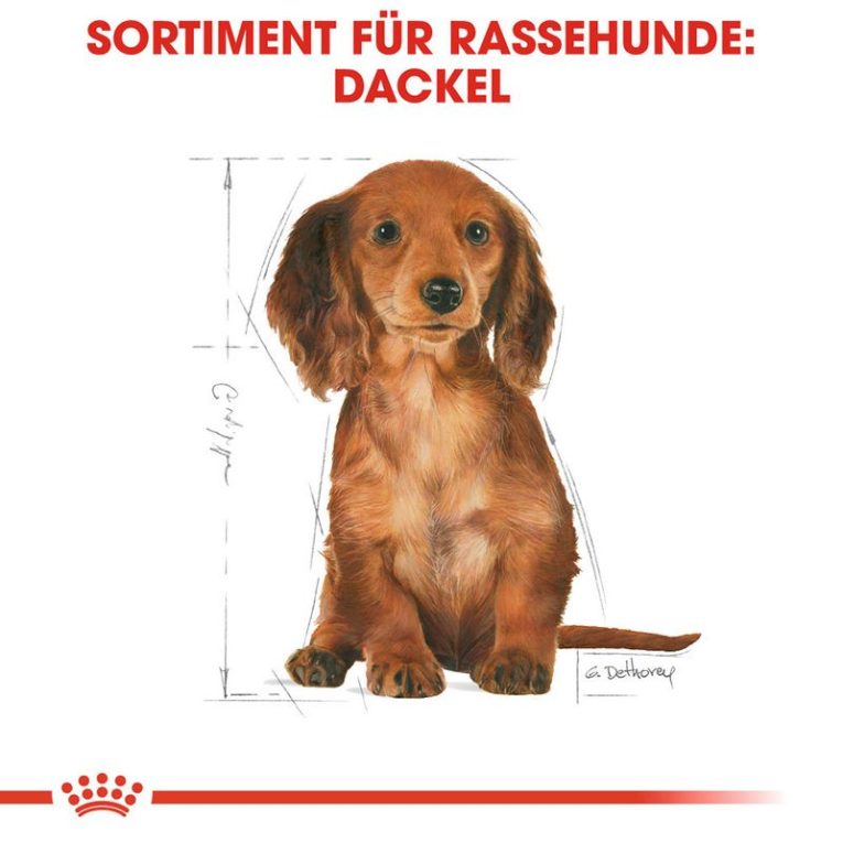 Royal Canin Dachshund Puppy6