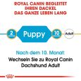 Royal Canin Dachshund Puppy7