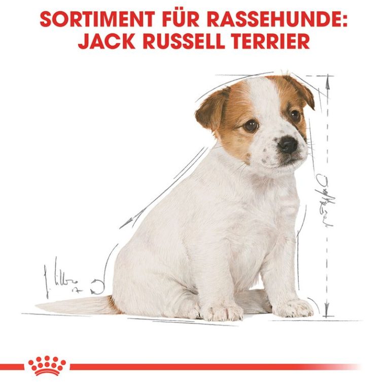 Royal Canin Jack Russell Puppy3