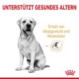 Royal Canin Labrador Retriever Adult 5+3