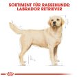 Royal Canin Labrador Retriever Adult6