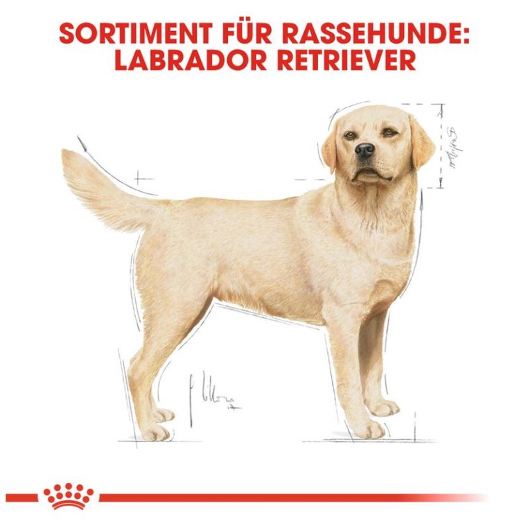 Royal Canin Labrador Retriever Adult6