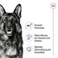 Royal Canin Maxi Adult1