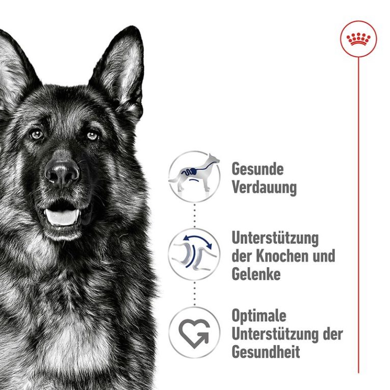 Royal Canin Maxi Adult1