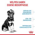 Royal Canin Maxi Puppy4