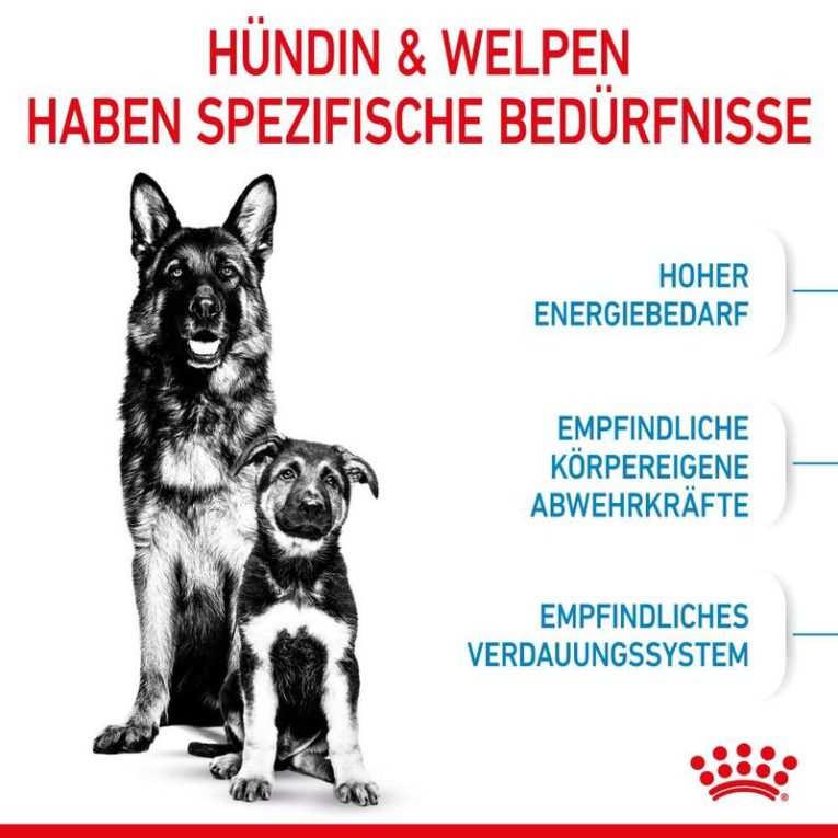 Royal Canin Maxi Starter Mother & Babydog4
