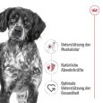 Royal Canin Medium Adult1