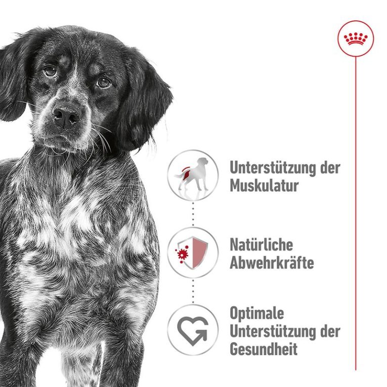 Royal Canin Medium Adult1