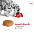 Royal Canin Medium Adult3