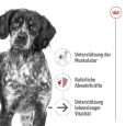 Royal Canin Medium Ageing 10+2