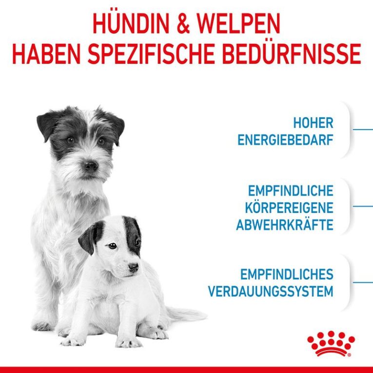 Royal Canin Mini Starter Mother & Babydog4