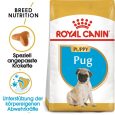 Royal Canin Pug Puppy1
