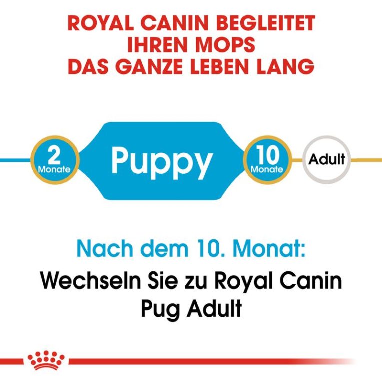 Royal Canin Pug Puppy4
