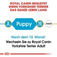 Royal Canin Yorkshire Terrier Puppy4