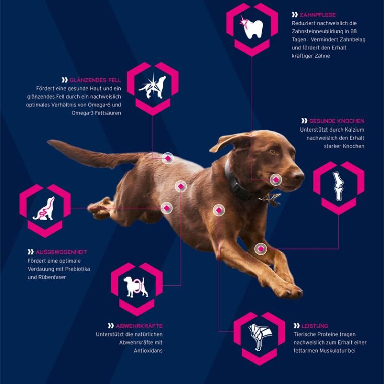 Eukanuba Adult Breed Specific Cocker Spaniel3
