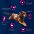 Eukanuba Adult Breed Specific Jack Russell Terrier4