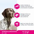 Eukanuba Daily Care Working & Endurance Adult Dog2